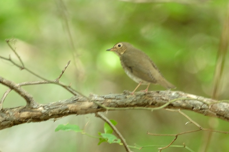 ovenvogel
